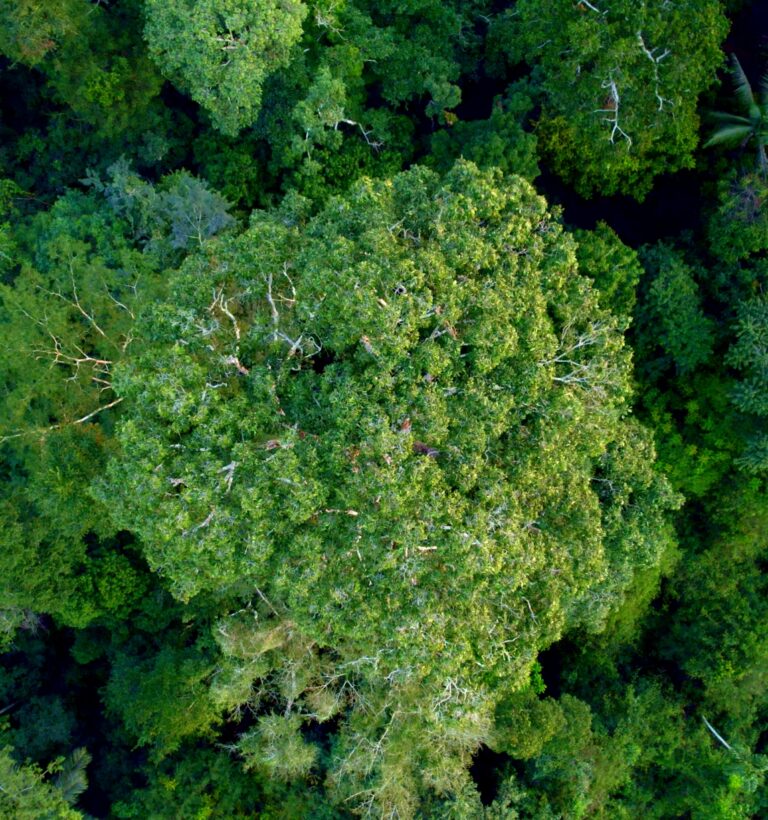 2021_FSC Brazil_Paiter Suruí indigenous people, who manage Brazil nuts_(c)FSC Brasil_Célio Cavalcante Filho 49