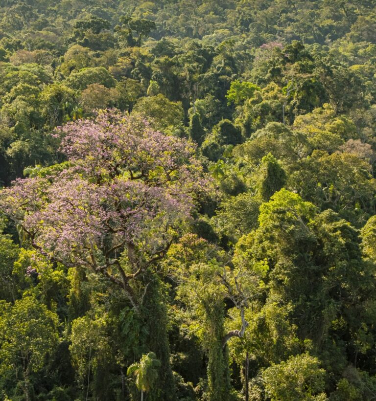 2023_COMMS_Bosque Atlantico_Argentina_ landscape(c) FSC Emilio White