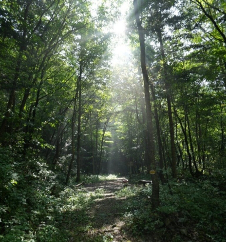 South Korea FSC