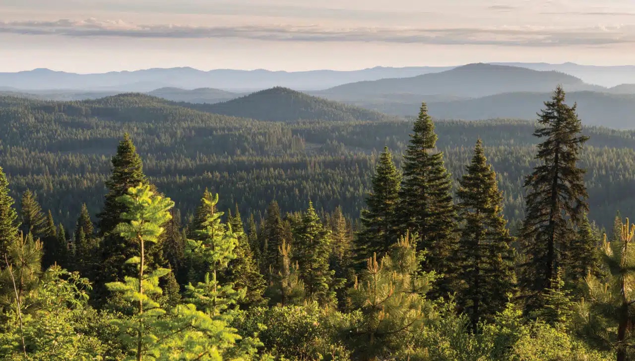 Forestry-asset-class_resized-1280x729