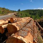 timber-production-forest-health-nevada-oregon-release