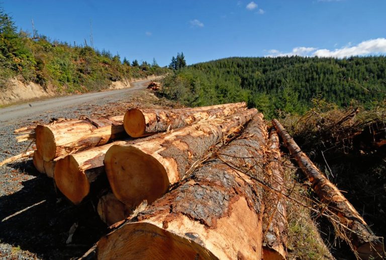 timber-production-forest-health-nevada-oregon-release